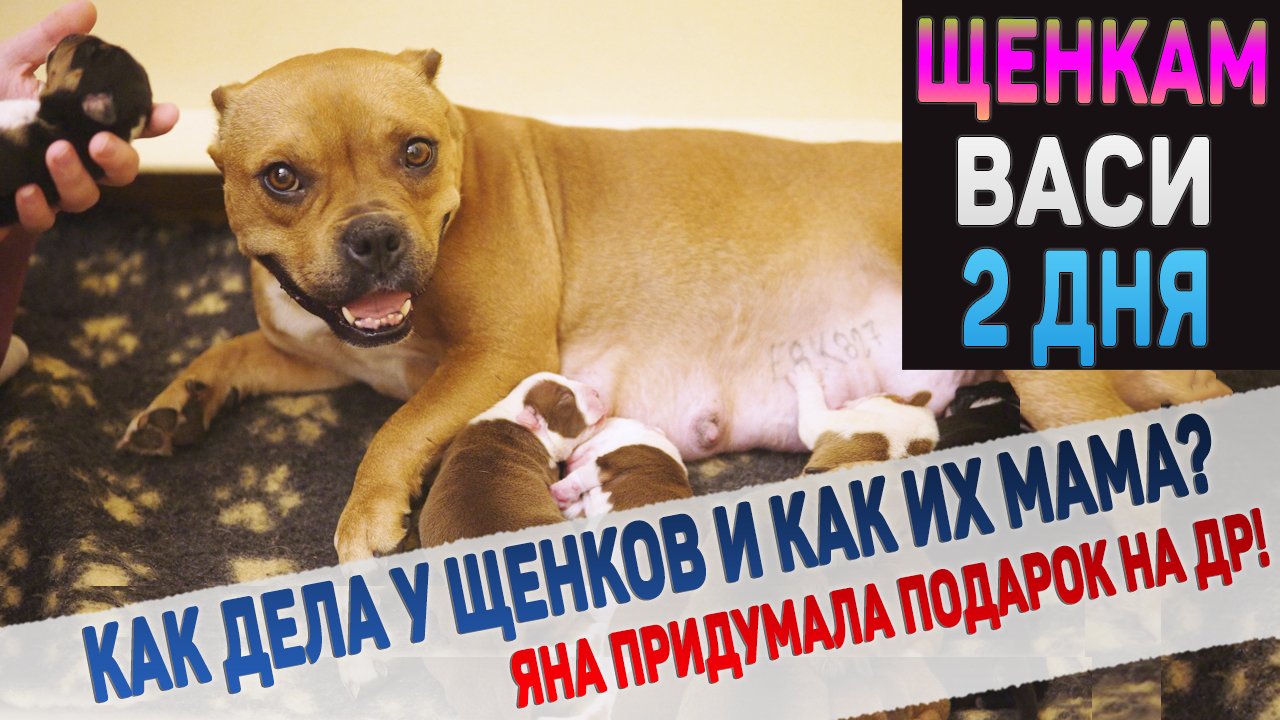 Щенкам Васи 2 дня! Как подросли щенки? Какой подарок Яна хочет на ДР? смотреть онлайн