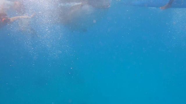 Thailand. Плавание с Акулой! Обзор глазами туриста Таиланд