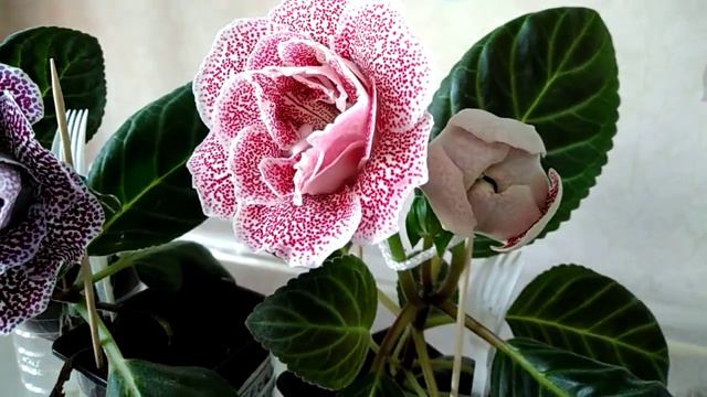 Мои глоксинии смотреть онлайн