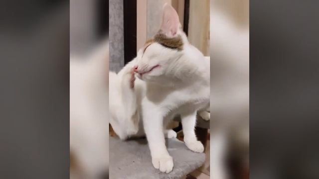 Как котенок просит кушать/ the kitten wants to eat смотреть онлайн