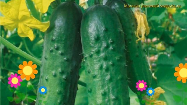 Огурец Зеленая волна. Краткий обзор, описание характеристик, где купить семена cucumis sativus смотреть онлайн
