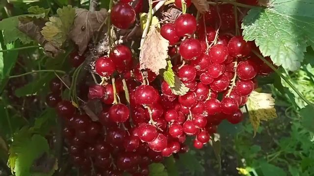 НИКОГДА НЕ ВЫБРАСЫВАЙТЕ ЭТО! Большая польза от того, что многие считают отходом. смотреть онлайн