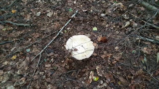 Сбор грибов ассорти ! Белые грибы , шампиньоны , дубовики , подосиновики и груздь ! смотреть онлайн