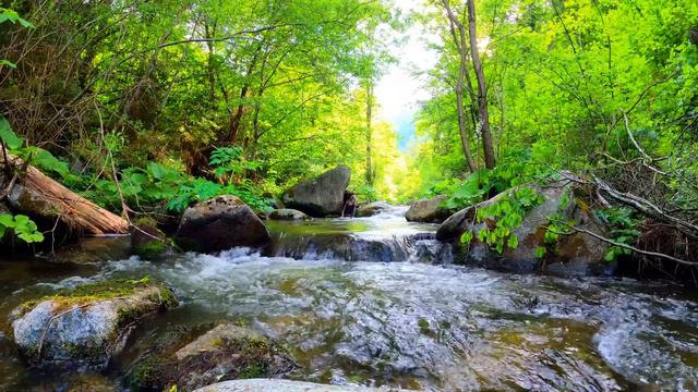 Mountain stream in the forest смотреть онлайн