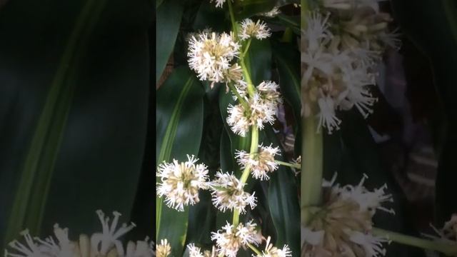 Цветение Юкки. смотреть онлайн