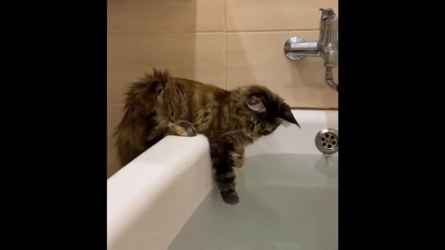 Мейн Кун -  ПЛЮСЫ И МИНУСЫ