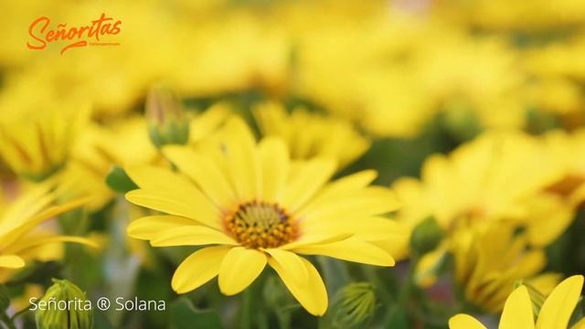 Señorita Solana - Osteospermum - Spaanse Margriet - Cape Marguerite смотреть онлайн