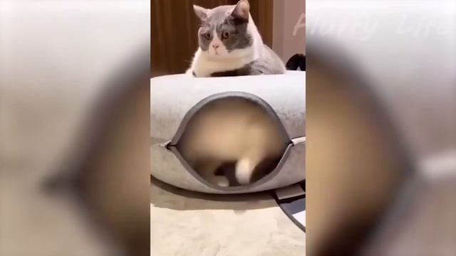 📹 Самые новые смешные животные 2023😂 Смешные коты и собаки - Animal Club смотреть онлайн