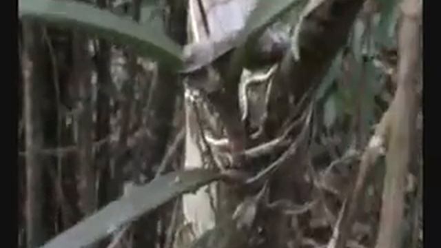 orquideas ionopsis.wmv смотреть онлайн