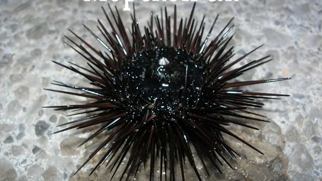 Они живут в воде (развивающее видео для детей) смотреть онлайн