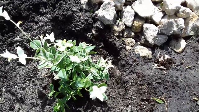 БЕРЕСКЛЕТ ПОЛЗУЧИЙ.ДЕКОРАТИВНЫЙ КУСТАРНИК. ПРАВИЛЬНАЯ ПОСАДКА В ОТКРЫТЫЙ ГРУНТ. смотреть онлайн