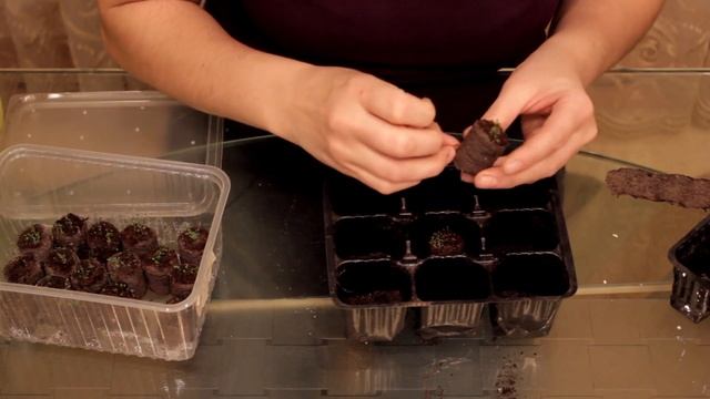 Выращивание лобелии. Часть 2 - Пикировка смотреть онлайн