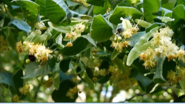 Tee aus der Natur #4 - Lindenblüten - Tilia platyphyllos смотреть онлайн