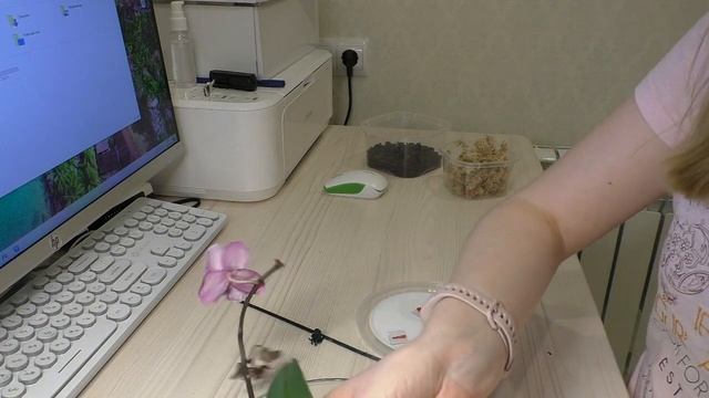 Новая ОРХИДЕЯ с ГНИЛЫМИ КОРНЯМИ / Будем СПАСАТЬ!!! смотреть онлайн