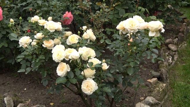 Alibaba и розы Harkness серии Abundance