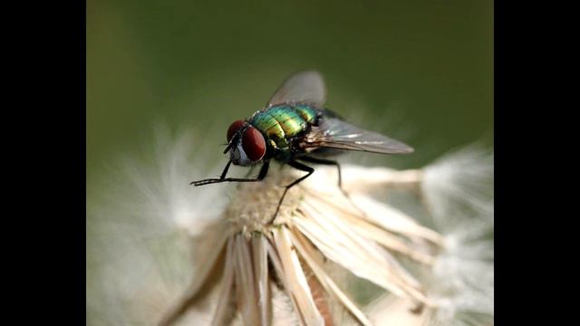 Аким Вагай | Муха (ужасы)