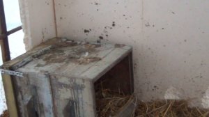 Индоутки. Мускусные утки. Содержание в теплице зимой! Мой первый опыт.. Продолжение..