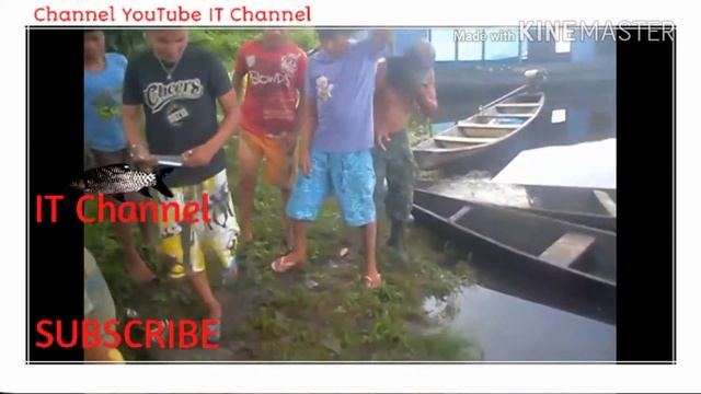 Amazing new snake Python Swallow crocodile смотреть онлайн