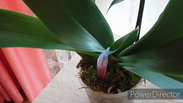 ОРХИДЕИ НОВИНКИ! Мои новые фаленопсисы на Рождество/Орхидеи Orchids смотреть онлайн