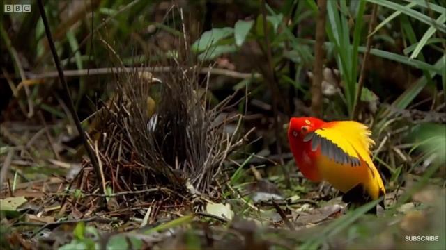 Birds Dance Bamboleo смотреть онлайн