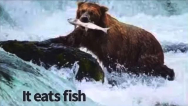 Animal Face Off Inostrancevia vs Brown Bear смотреть онлайн