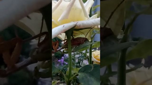 Самка богомола съела самца во время спаривания смотреть онлайн