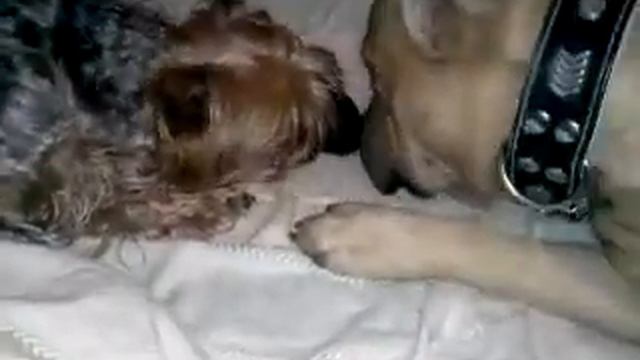 Семейная идиллия смотреть онлайн