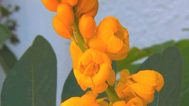 Orchideenbiene, Schwebebiene, Euglossa, Veracruz, trilingual смотреть онлайн