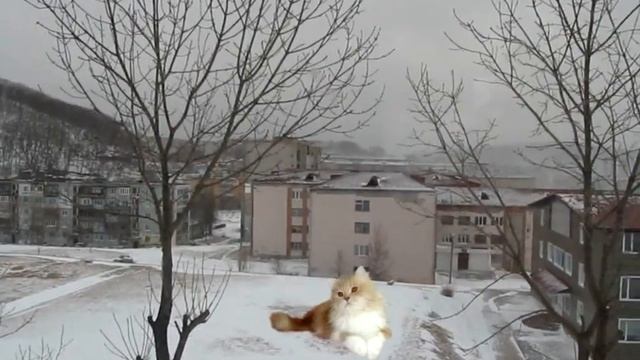 Кошка на снегу (клипарт) смотреть онлайн