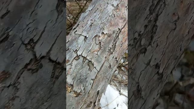 Вот зачем дятел долбит дерево!! смотреть онлайн