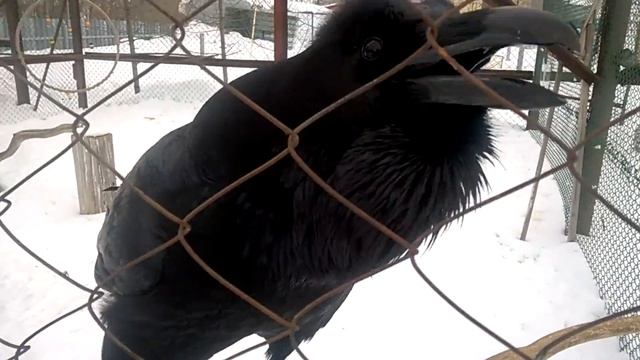 Ну что? - говорящий ворон смотреть онлайн