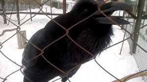 Ну что? - говорящий ворон