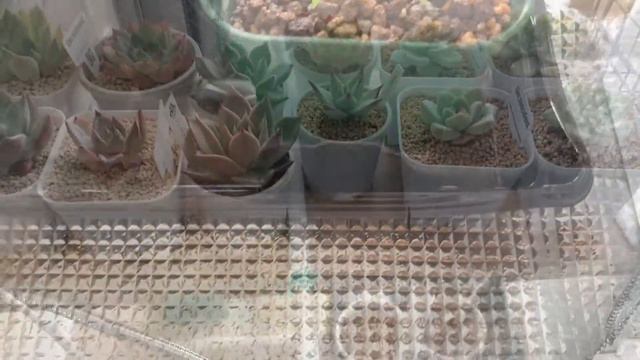 アガベとグラキリスを種から育てたい смотреть онлайн