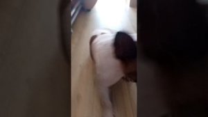 гапси теперь на Rutube