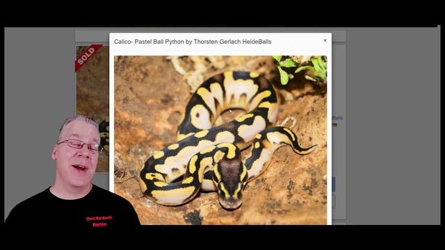 Top 10 Most Popular Ball Python Combinations in Europe! смотреть онлайн
