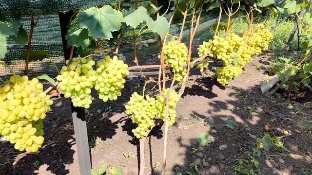 Применение гиббереллина на винограднике смотреть онлайн