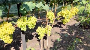 Применение гиббереллина на винограднике