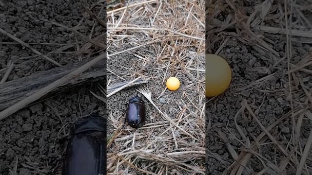 Тарантул откапывает свою нору смотреть онлайн