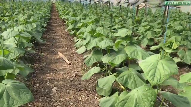 Выращивание огурца при Еси земли 4,9 и Еси воды 3,73 мСм/см смотреть онлайн