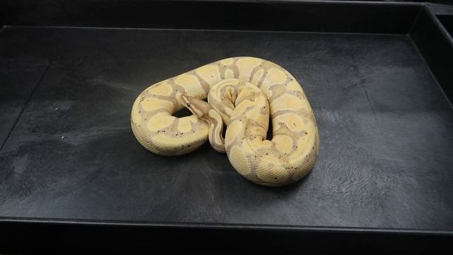 Ball Python Morph Breakdown - Banana / Coral Glow - What is "Female Maker" and "Male Maker? смотреть онлайн