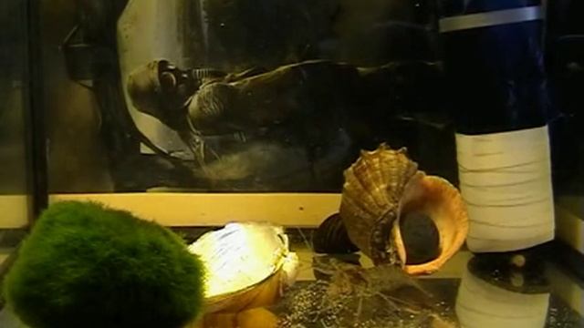 Macrobrachium. Пресноводная креветка. Стеклянная креветка смотреть онлайн