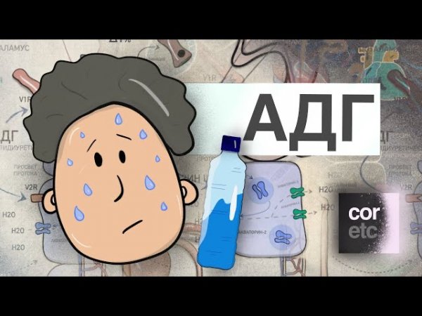 Антидиуретический гормон (АДГ, вазопрессин)