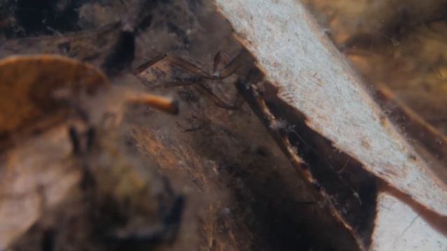 РУЧЕЙНИКИ озера БАЙКАЛ смотреть онлайн