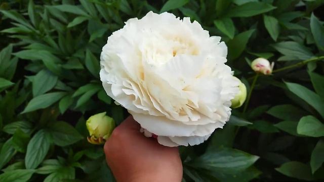 Півонія Соланж Solange peony смотреть онлайн
