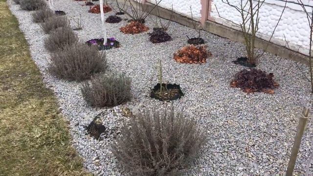 Обрезка лаванды. Весна 2022. смотреть онлайн