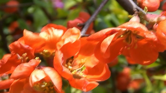 Цветущая весна смотреть онлайн