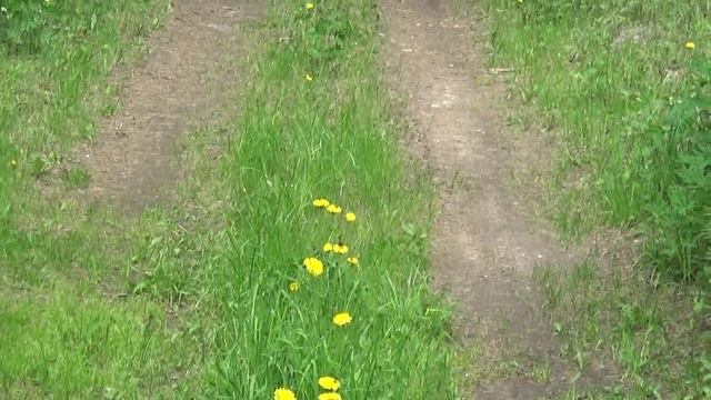 Цветущий май. смотреть онлайн