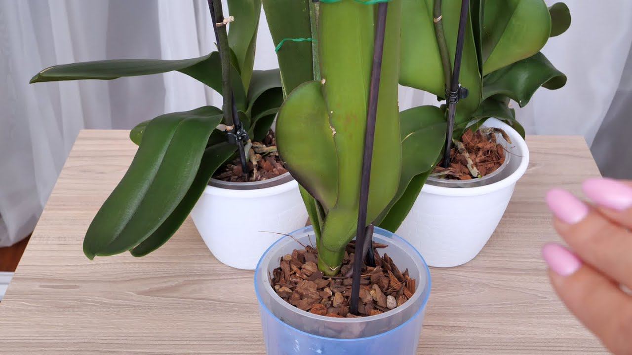 НЕТ ГНИЛЫХ КОРНЕЙ.Оставить орхидею В ПОКОЕ, но НЕМНОГО ПОМОЧЬ!/В конце видео ВАЖНАЯ ИНФА, ПОСМОТРИТЕ смотреть онлайн