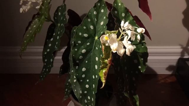 Begonia Maculata Angel Wing Begonia Time Lapse