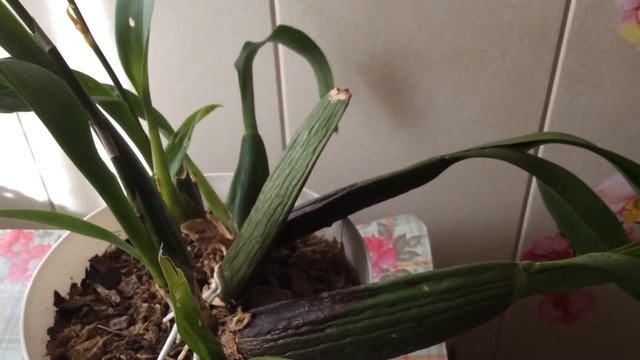 Брассия. Орхидея паук. смотреть онлайн